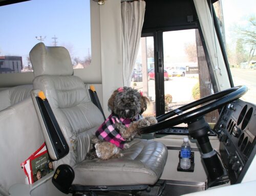 Bus Travel with Pets in Canada